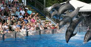 Golfinho de 8 anos de idade morre no SeaWorld de Orlando
