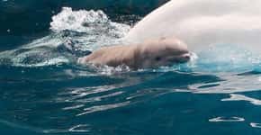 Filhote de baleia-branca morre no parque SeaWorld