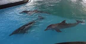 Mais de 300 mil pessoas pedem a libertação de golfinhos presos em piscina