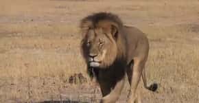 Caçador mata o leão mais querido do Zimbábue
