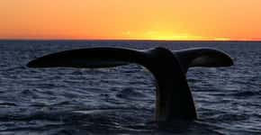 Começou a temporada de baleias: conheça quatro lugares em Santa Catarina para observá-las