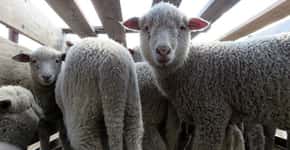 Patagonia investiga crueldade de fornecedores de lã