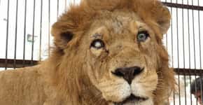 Trinta e dois leões são libertados de circo no Peru
