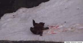Vídeo mostra caçadores dando gargalhadas após atirarem em urso