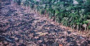 Série retrata impactos socioambientais causados pelo desmatamento na Amazônia