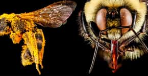 Confira fotos macro de abelhas