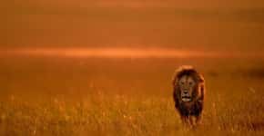Novo estudo revela que leões estão em grave ameaça de extinção