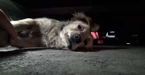 Vídeo mostra resgate emocionante de cachorrinha assustada que vivia nas ruas