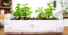 Curso on-line mostra como criar hortas em espaços pequenos
