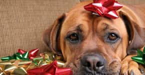 Natal Animal: ajude um cachorro abandonado