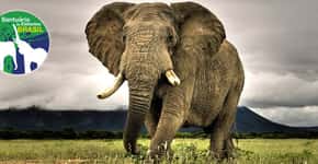 Financiamento coletivo busca construir santuário para elefantes no Brasil