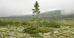 Árvore mais antiga do mundo tem 9,5 mil anos