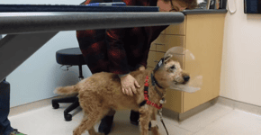 VÍDEO: Cão chora ao ver sua família depois de cirurgia para recuperar visão