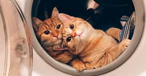 Gatinhos adotados formam dupla inseparável; veja fotos