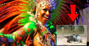 Petição pede fim do uso de penas e plumas nos desfiles de Carnaval