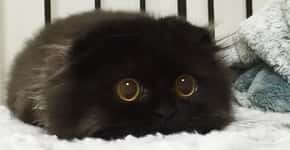 Adorável gato tem os olhos grandes e hipnotizante como os de uma sábia coruja