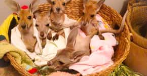 Orfanato para cangurus na Austrália te dá a chance de se hospedar gratuitamente para cuidar dos animais