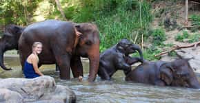 Eco projeto que salva elefantes na Tailândia oferece hospedagem gratuita em troca de trabalho