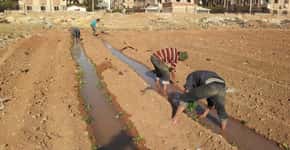 Hortas urbanas ajudam a população a sobreviver na guerra da Síria