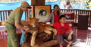Vídeo mostra a triste realidade por trás das fotos que turistas tiram com leões e outros animais