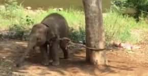 Bebê elefanta é amarrada em árvore por uma semana