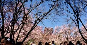 42ª Festa das Cerejeiras floreia o Parque do Carmo