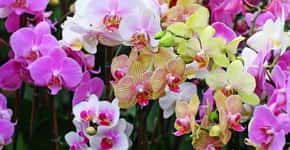 99ª Exposição de Orquídeas celebra a chegada da primavera
