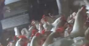 Vídeo triste mostra fornecedores de frango do McDonald’s e KFC