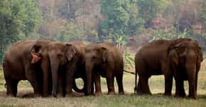 Brasil abrigará primeiro Santuário de Elefantes da América Latina