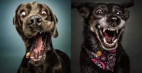 As expressões bizarras de cães tentando pegar biscoitos no ar