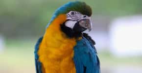 Arara brasileira é primeira ave do mundo a ter prótese metálica