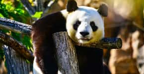 Panda gigante sai da lista de animais ameaçados de extinção