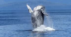 Ajude o Brasil a criar Santuário de Baleias no Atlântico Sul