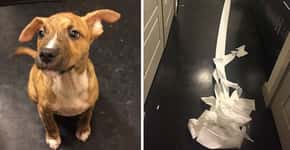 Pitbull faz xixi no chão e cobre sujeira com papel higiênico