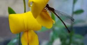 Flores eficientes no combate à dengue são plantadas em canteiros