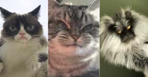 Top 5 gatos com cara de bravo que bombam no Instagram