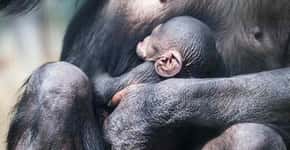 Vídeo triste mostra os cuidados de um chimpanzé com filhote morto