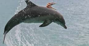 Golfinho é visto dando salto no mar e ainda dá carona ao polvo