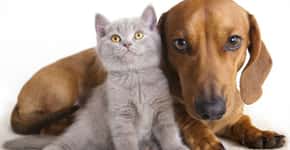 Cães e gatos podem ser registrados em cartório
