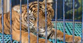 Selfies com tigres podem financiar o tráfico de animais