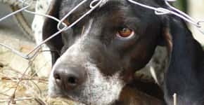 Cães sofrem em “fábricas de filhotes” para satisfazer compradores