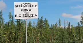 Itália quer ser o maior produtor de cannabis do mundo