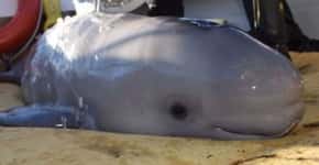 Turistas salvam baleia recém-nascida encalhada em praia