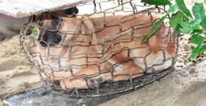 Petição obriga China a banir carne de cachorro em festival