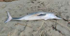 Golfinho morre por causa de tira de sandália presa em focinho