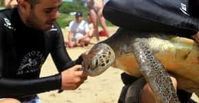 Fernando de Noronha tem número recorde de ninhos de tartarugas