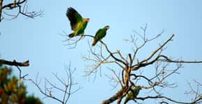 Censo mostra aumento de papagaios-de-cara-roxa no sul do Brasil