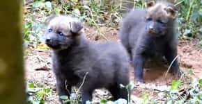 Filhotes de lobo-guará nascem no zoo de Bauru após 12 anos