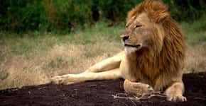 Leão, o mais social de todos os felinos, ameaçado de extinção