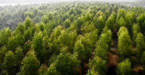 Paquistão planta 1 bilhão de árvores contra mudanças climáticas